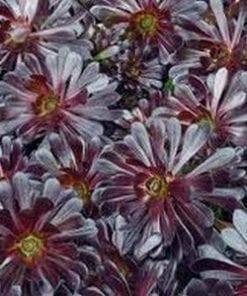 Aeonium Black Jade     M