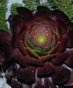 Aeonium  Cyclops
