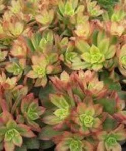 Aeonium  Kiwi