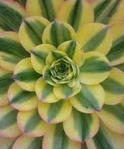 Aeonium Sunburst  M