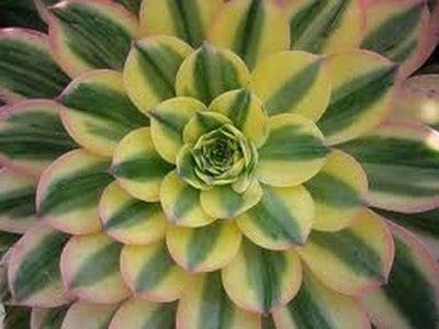 aeonium-sunburst-m.jpg