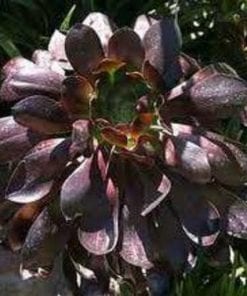 Aeonium  Voodoo