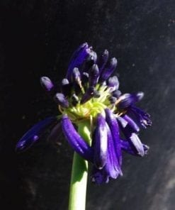 Agapanthus Inapertus Graskop