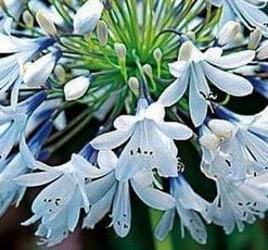 Agapanthus Orientalis 'Queen Mum'