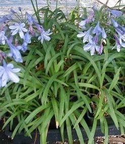 Agapanthus Peter Pan L