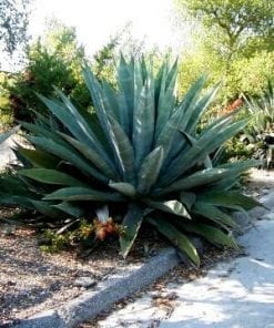 Agave Americana