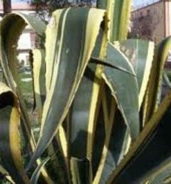 Agave americana Marginata  L