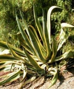 Agave Americana Marginata  M