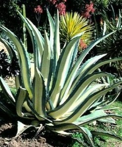 Agave americana medio picta alba   L