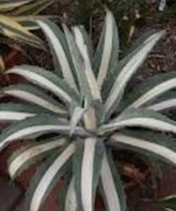 Agave americana medio picta alba   M