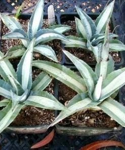 Agave americana medio picta alba  S