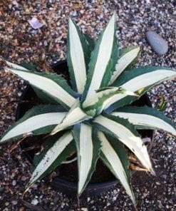 Agave Americana Medio Picta 'Dwarf Alba'