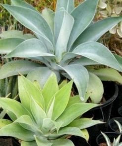 Agave  attenuata Nova  M