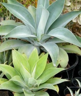 agave-attenuata-nova-m.jpg