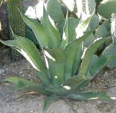agave-mescal-s.jpg