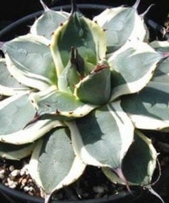 Agave  perryi minima variegata Cream Spike