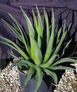 Agave Triangularis