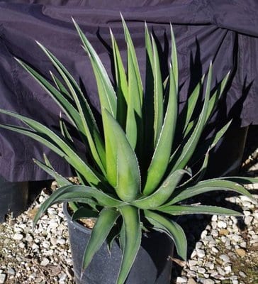 agave-triangularis.jpg