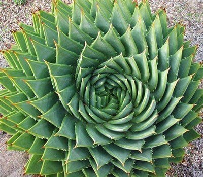 aloe-polyphylla.jpg