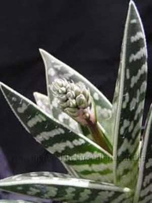 aloe-variegata.jpg