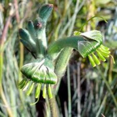 anigozanthus-viridis-phar-lap.jpg