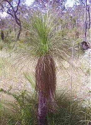 australian-grass-tree-m.jpg