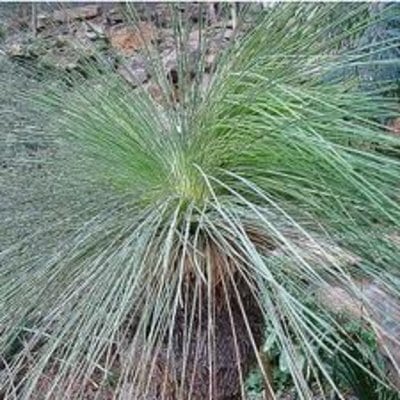 australian-grass-tree-s.jpg
