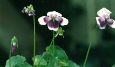 australian-violet.jpg