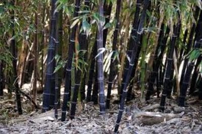 black-bamboo-m.jpg
