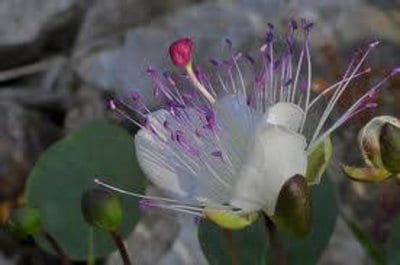caper-bush.jpg