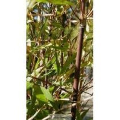 chocolate-bamboo-l.jpg