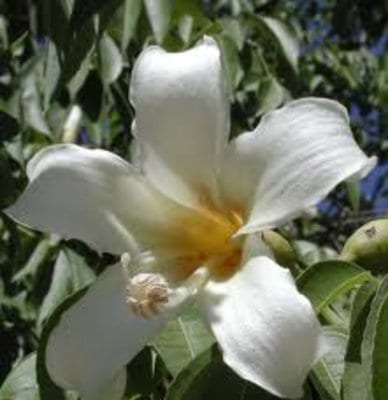 chorisia-white-floss-silk-tree.jpg