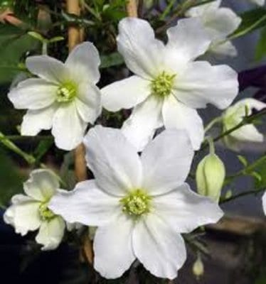 clematis-avalanche.jpg