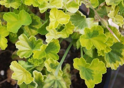crystal-palace-geranium.jpg