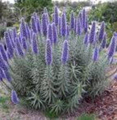echium-candicans.jpg