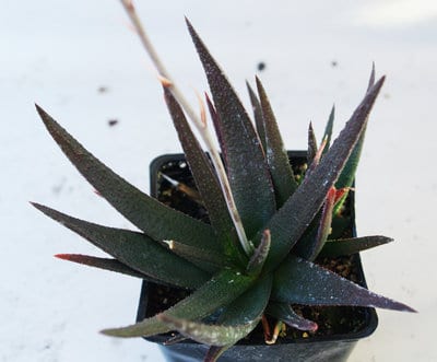 gasteraloe-midnight.jpg