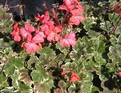 geranium-bicentenial.jpg