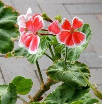 geranium-mr-wren.jpg