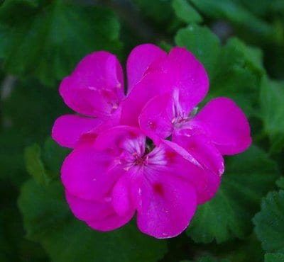 geranium-shannons-passion.jpg