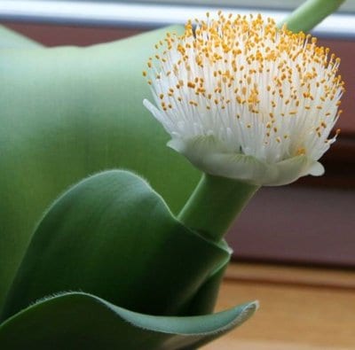 haemanthus-alba-floss.jpg