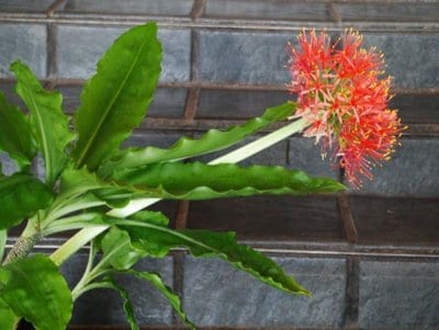 haemanthus-katharinae.jpg