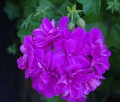ivy-geranium-amathist.jpg