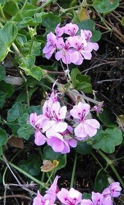 ivy-geranium-balcon-lavender.jpg