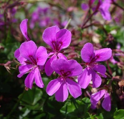 ivy-geranium-blizzard-blue.jpg