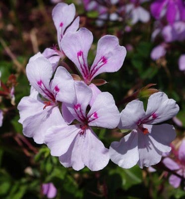 ivy-geranium-blizzard-white.jpg