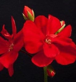 Ivy Geranium Schone Van Grechen