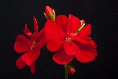 ivy-geranium-schone-van-grechen.jpg