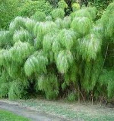 mexican-weeping-bamboo-l.jpg