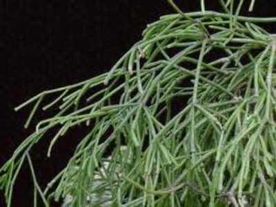 mistletoe-cactus.jpg