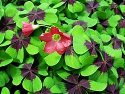 oxalis-deppei.jpg